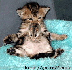 chat3